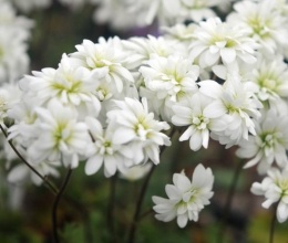 Skalnica ziarenkowata – Saxifraga granulata ‘Plena’ (W)