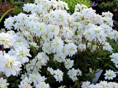 Skalnica ziarenkowata – Saxifraga granulata ‘Plena’ (W)