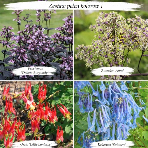 Zestaw pełen kolorów (W)