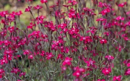 Goździk kropkowany- Dianthus deltoides 'Brillant' (W)