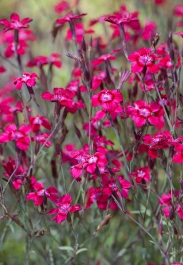Goździk kropkowany- Dianthus deltoides 'Brillant' (W)