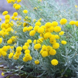 Santolina cyprysikowata- Santolina chamaecyparissus ssp. tomentosa (W)