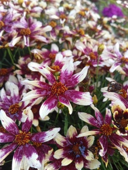 Nachyłek 'Burgundy and White'