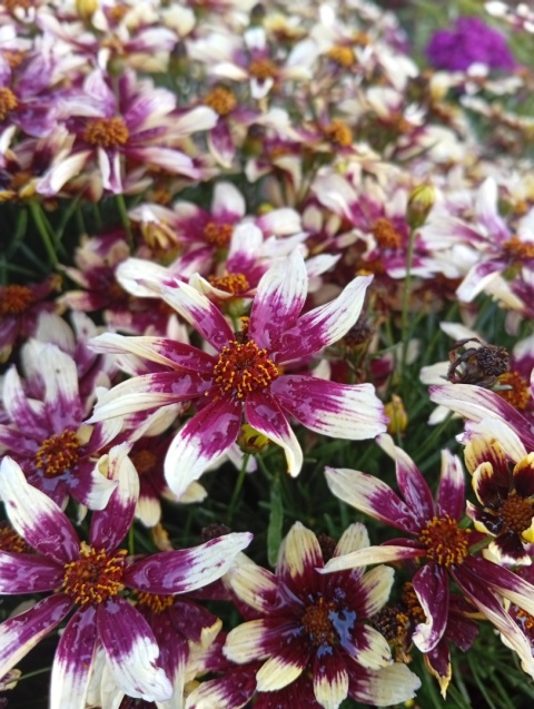 Nachyłek 'Burgundy and White'