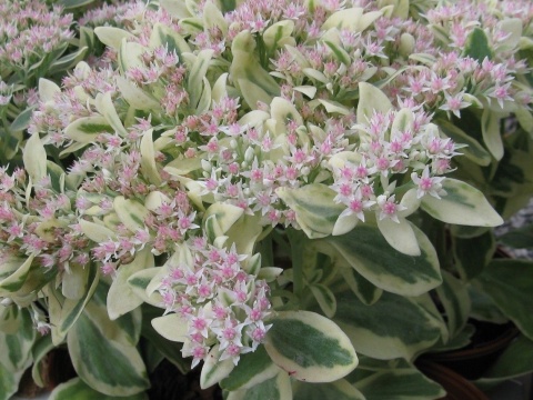 Rozchodnikowiec okazały 'Frosty Morn' (W)