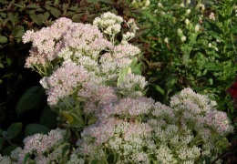 Rozchodnikowiec okazały 'Frosty Morn' (W)