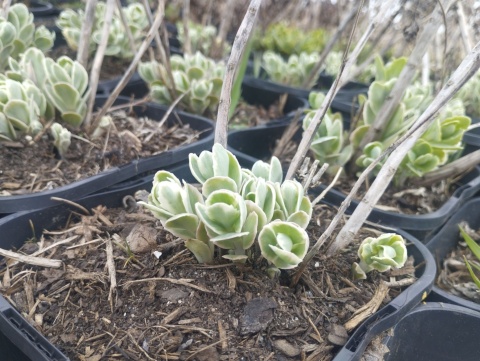 Rozchodnikowiec okazały 'Frosty Morn' (W)