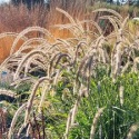 Rozplenica- Pennisetum 'Fairy Tails' (W)