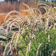 Rozplenica- Pennisetum 'Fairy Tails' (W)