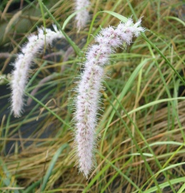 Rozplenica- Pennisetum 'Fairy Tails' (W)