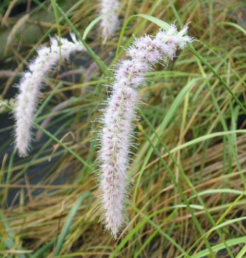 Rozplenica- Pennisetum 'Fairy Tails' (W)
