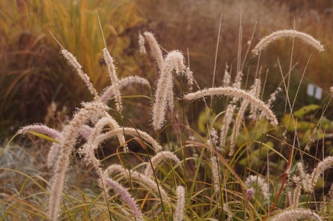 Rozplenica- Pennisetum 'Fairy Tails' (W)