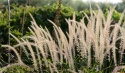 Rozplenica- Pennisetum 'Fairy Tails' (W)