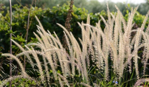 Rozplenica- Pennisetum 'Fairy Tails' (W)