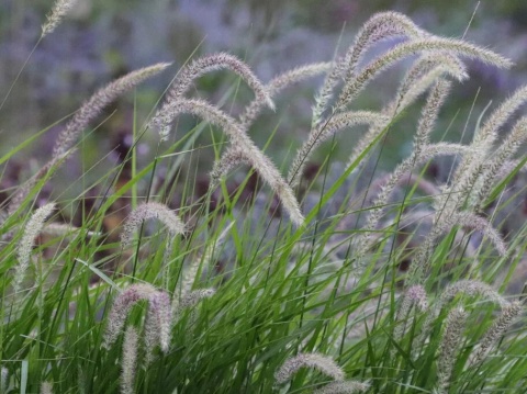 Rozplenica- Pennisetum 'Fairy Tails' (W)