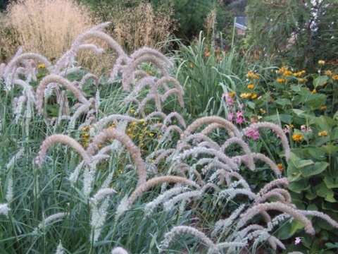 Rozplenica- Pennisetum 'Fairy Tails' (W)