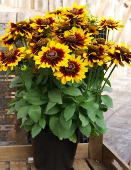 Rudbekia- Rudbeckia 'SmileyZ Tiger''