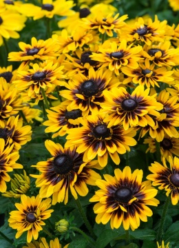Rudbekia- Rudbeckia 'SmileyZ Tiger''