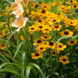 Rudbekia- Rudbeckia hirta 'Toto Gold'
