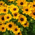 Rudbekia- Rudbeckia hirta 'Toto Gold'