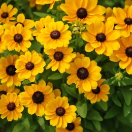 Rudbekia- Rudbeckia hirta 'Toto Gold'