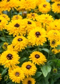 Rudbekia- Rudbeckia 'Littlebeckia Ballerina''