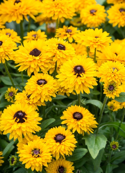 Rudbekia- Rudbeckia 'Littlebeckia Ballerina''