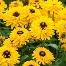 Rudbekia- Rudbeckia 'Littlebeckia Ballerina''