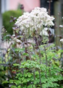 Rutewka orlikolistna- Thalictrum aquilegifolium 'Nimbus White'