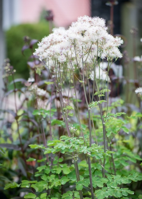 Rutewka orlikolistna- Thalictrum aquilegifolium 'Nimbus White'