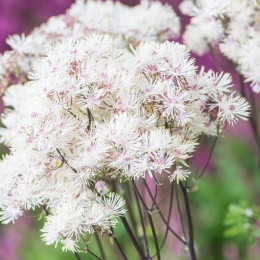 Rutewka orlikolistna- Thalictrum aquilegifolium 'Nimbus White'