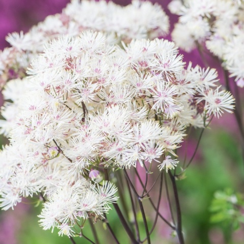Rutewka orlikolistna- Thalictrum aquilegifolium 'Nimbus White'