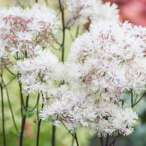 Rutewka orlikolistna- Thalictrum aquilegifolium 'Nimbus White'