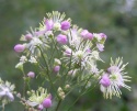 Rutewka Delavay'a- MIX