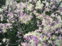 Rutewka Delavay'a- MIX