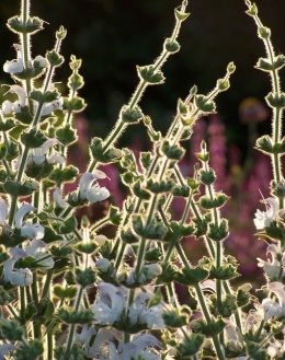 Salvia argentea- szałwia srebrzysta (W)