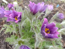 Sasanka fioletowa (W)