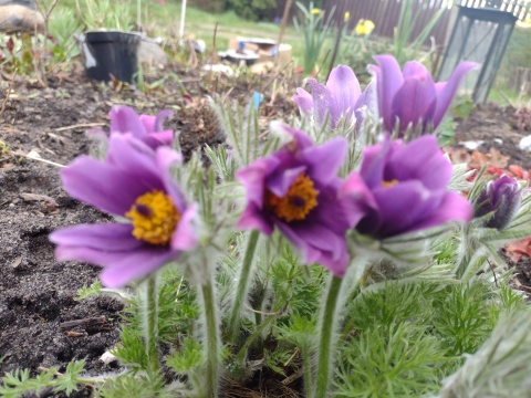 Sasanka fioletowa (L)