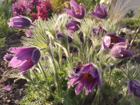 Sasanka fioletowa (L)