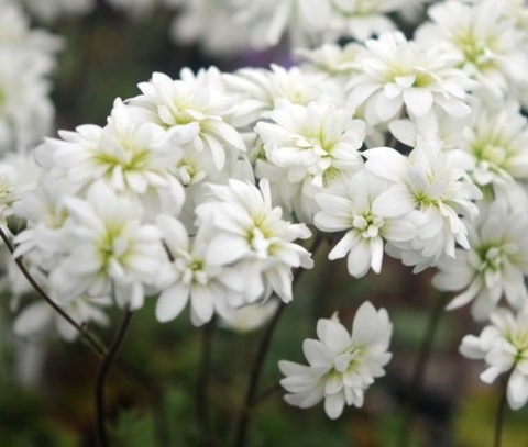 Skalnica ziarenkowata – Saxifraga granulata ‘Plena’ (L)