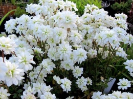 Skalnica ziarenkowata – Saxifraga granulata ‘Plena’ (L)