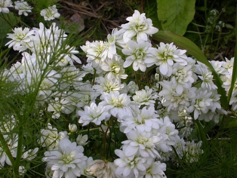 Skalnica ziarenkowata – Saxifraga granulata ‘Plena’ (L)