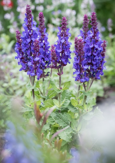 Szałwia 'Marvel Dark Blue'