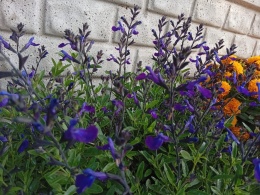 Szałwia jesienna 'Mirage Blue'