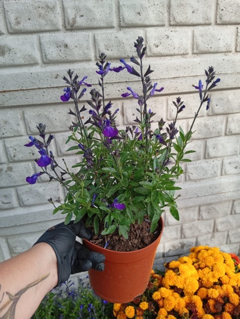 Szałwia jesienna 'Mirage Blue'