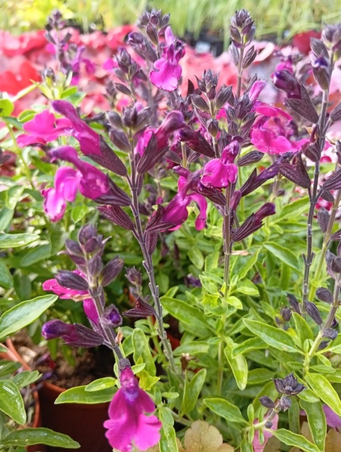 Szałwia jesienna 'Mirage Burgundy'