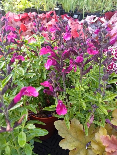 Szałwia jesienna 'Mirage Burgundy'