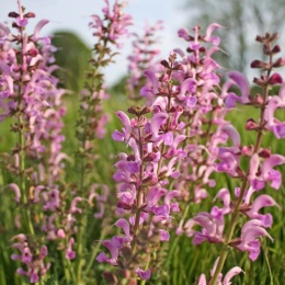 Szałwia łąkowa MIX