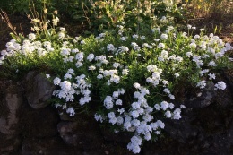Ubiorek wieczniezielony- Iberis sempervirens 'Nevina' (W)