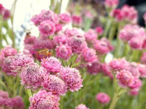 Ukwap dwupienny – Antennaria dioica ‘Rotes Wunder’ (L)